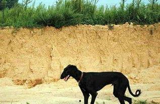 娱乐吃瓜酱细狗